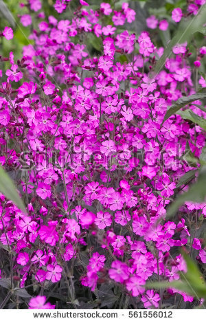 Silene Stock Images, Royalty.