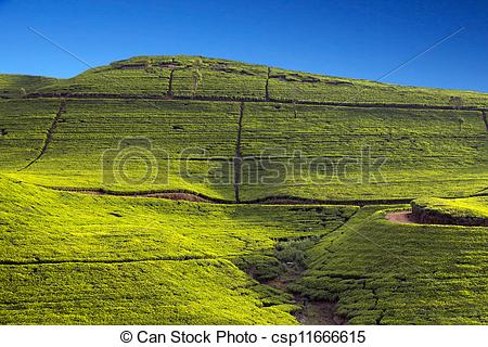 Stock Photography of Sri Lanka tea garden mountains in nuwara.