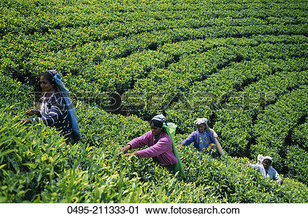 Stock Photography of Sri Lanka, Nuwara Eliya, Tea Fields, Tea.