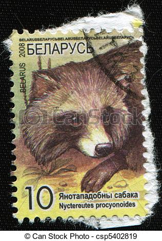 Stock Photographs of Raccoon dog, Magnut or Tanuki.