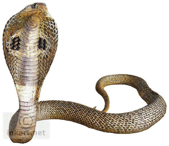 Snake PNG Images Transparent Free Download.