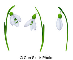 Snowdrop Illustrations and Clipart. 1,163 Snowdrop royalty free.