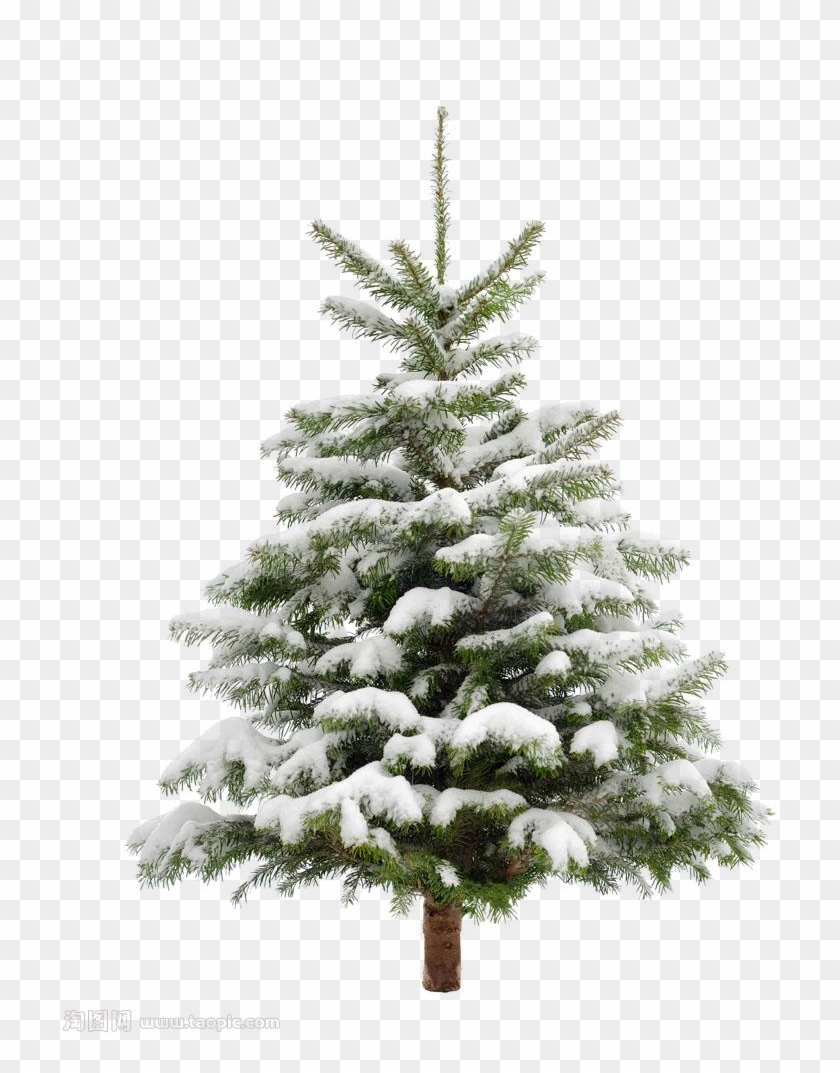 Pine Tree Snow Christmas Fir Trees Transprent Clip, HD Png.