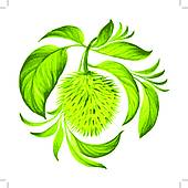 Soursop Clip Art.