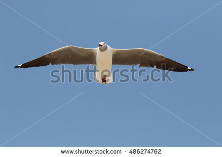 Grey Headed Gull Stock Photos, Royalty.