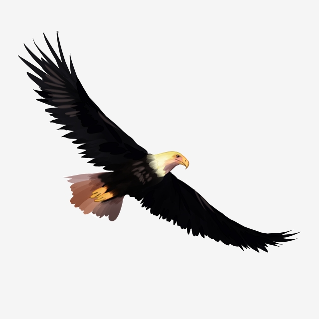 Hand Drawn Photo Eagle Illustration, Eagle, Hand Drawn Eagle.