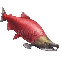 Red Salmon, Sockeye Salmon, Blueback Salmon clipart graphics (Free.