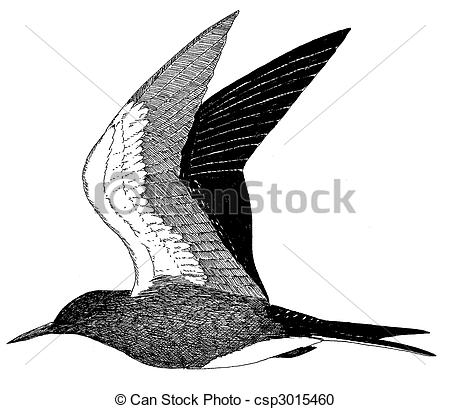 Stock Illustration of Sooty Tern.