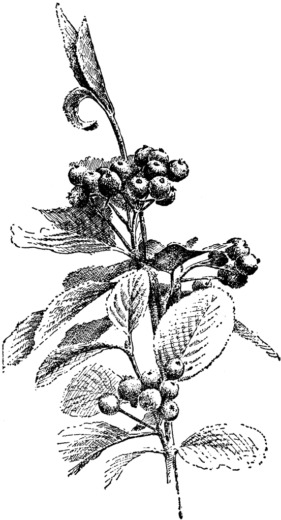 Sorbus Aria.