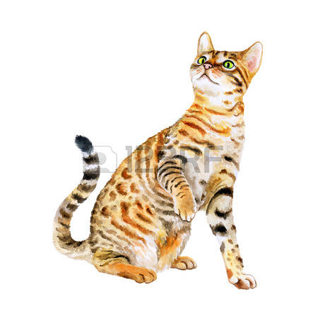 9,251 Home Pet Stock Illustrations, Cliparts And Royalty Free Home.