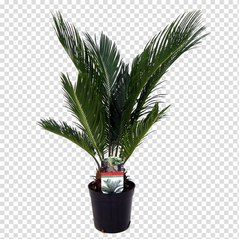 Arecaceae Sago palm Houseplant Date palms, plant transparent.