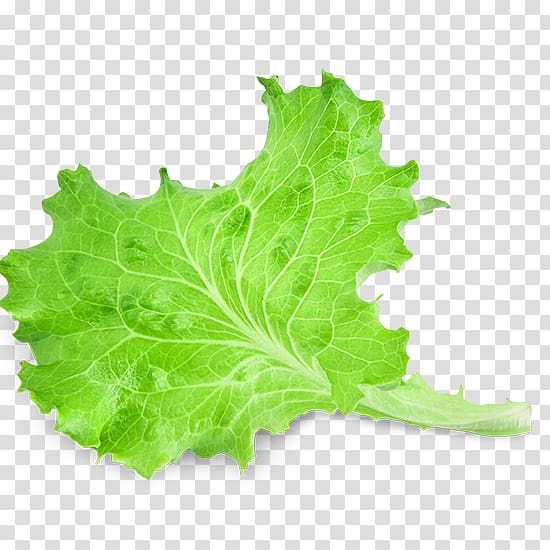 Green leafy vegetable illustration, Red leaf lettuce Leaf.