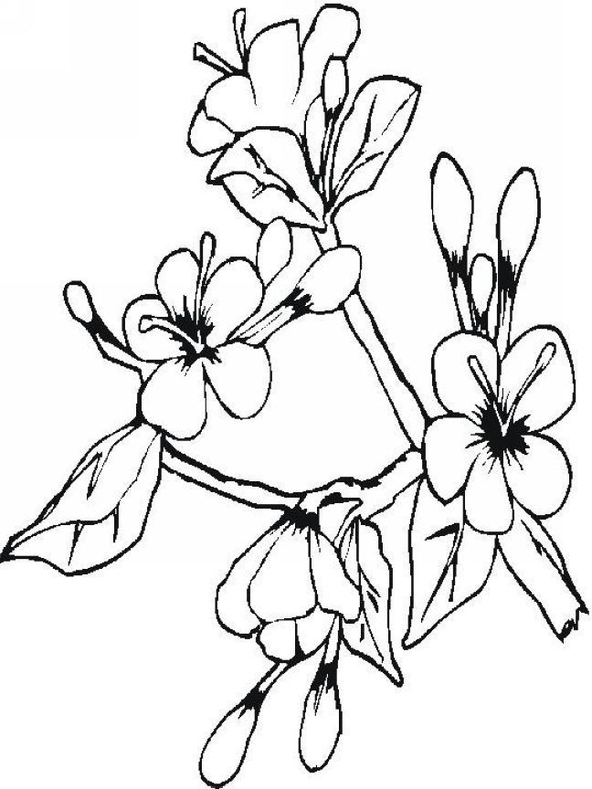 Sampaguita Drawing at GetDrawings.com.