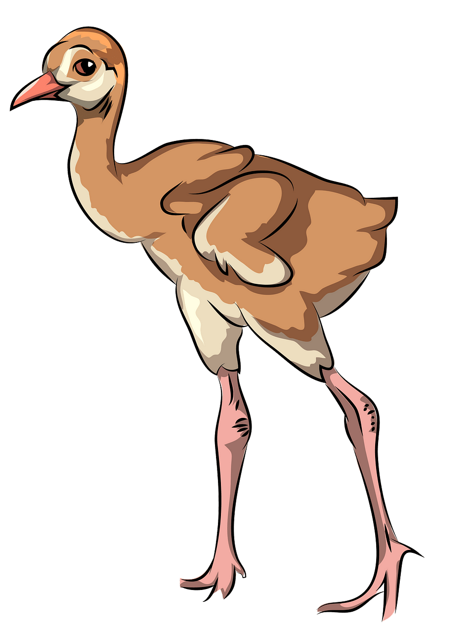 Sandhill crane chick clipart. Free download..