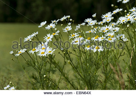 Matricaria Stock Photos & Matricaria Stock Images.