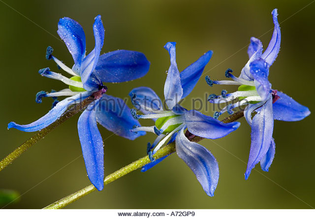 Scilla Siberica Close Up Stock Photos & Scilla Siberica Close Up.