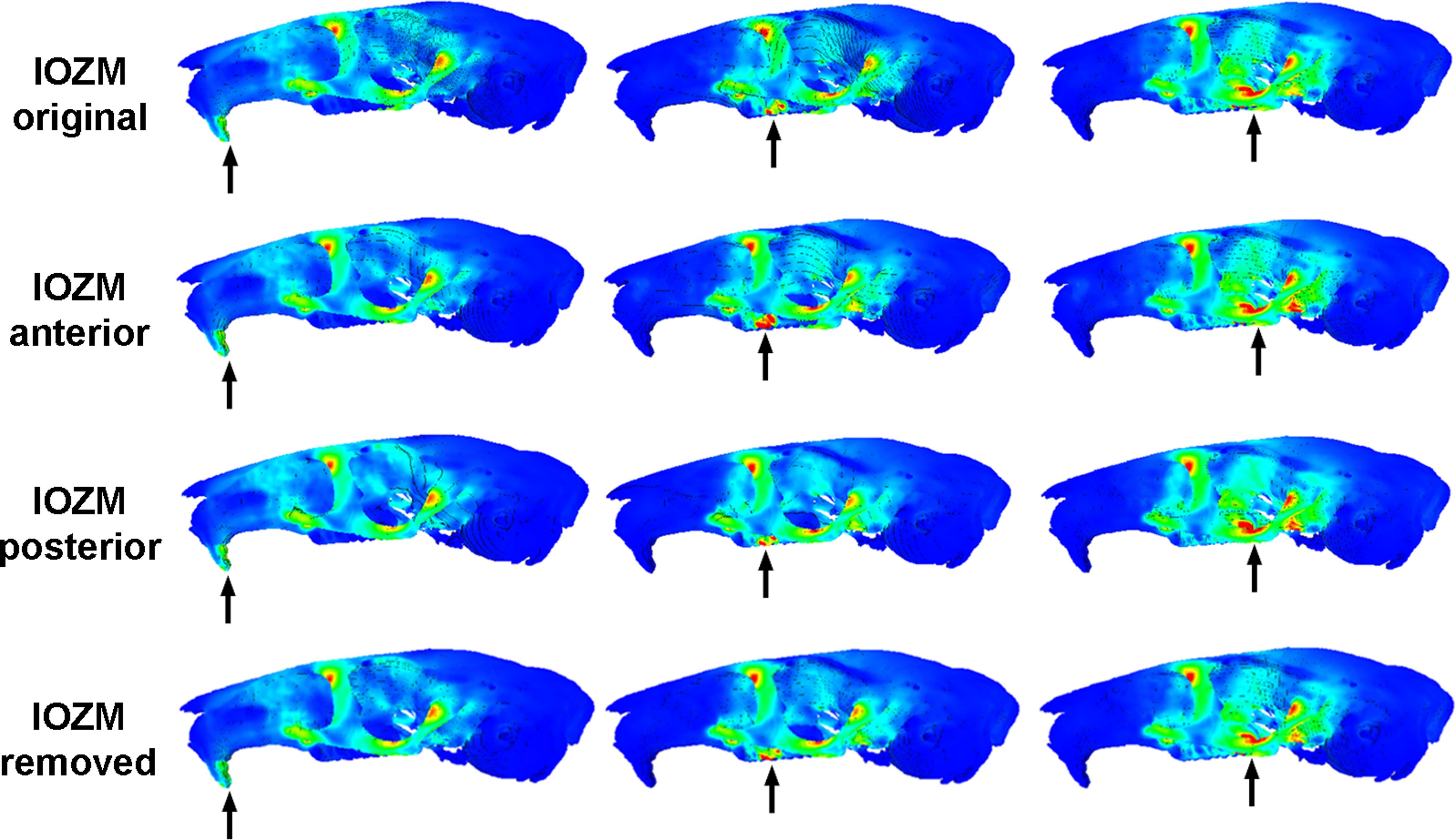 Masticatory biomechanics of the Laotian rock rat, Laonastes.