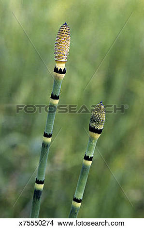 Stock Photo of Horsetail or Scouring Rush, Equisetum sp, with.