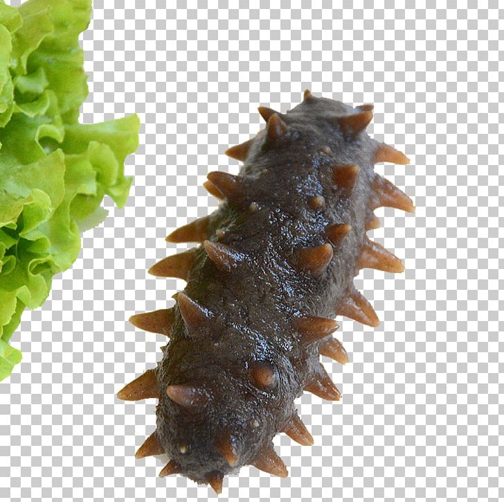 Sea Cucumber As Food Seafood PNG, Clipart, Abalone, Cucumber.