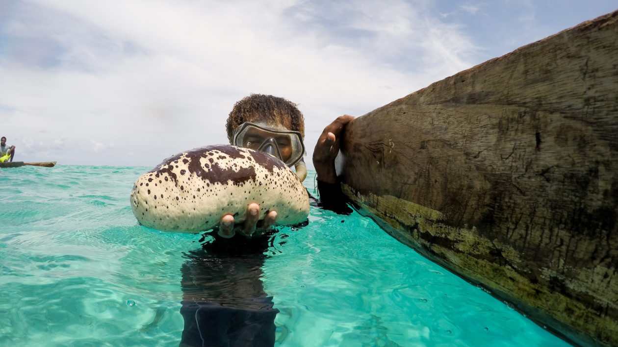 Sustainable Sea Cucumbers: Saving the “Gold Bars” of the.