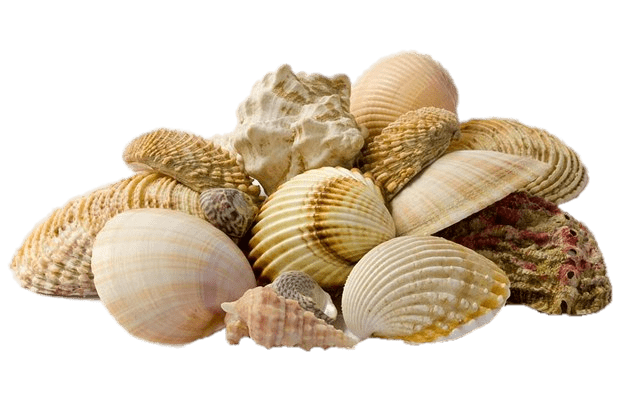 Collection Of Seashells transparent PNG.