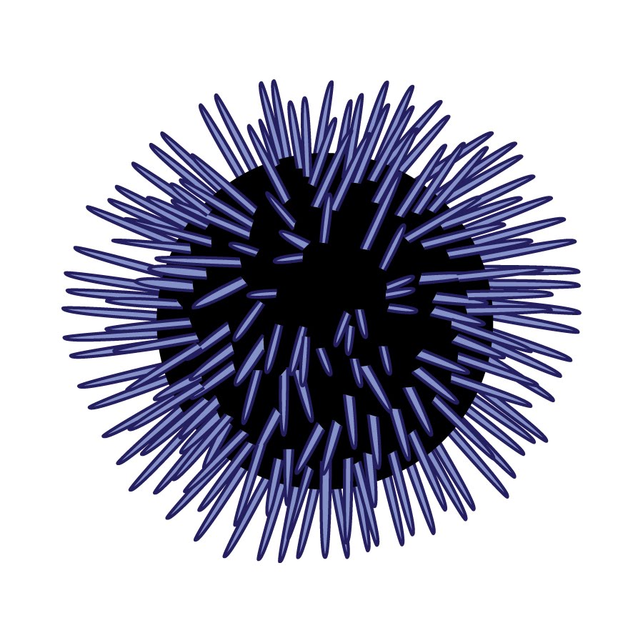 82+ Sea Urchin Clipart.