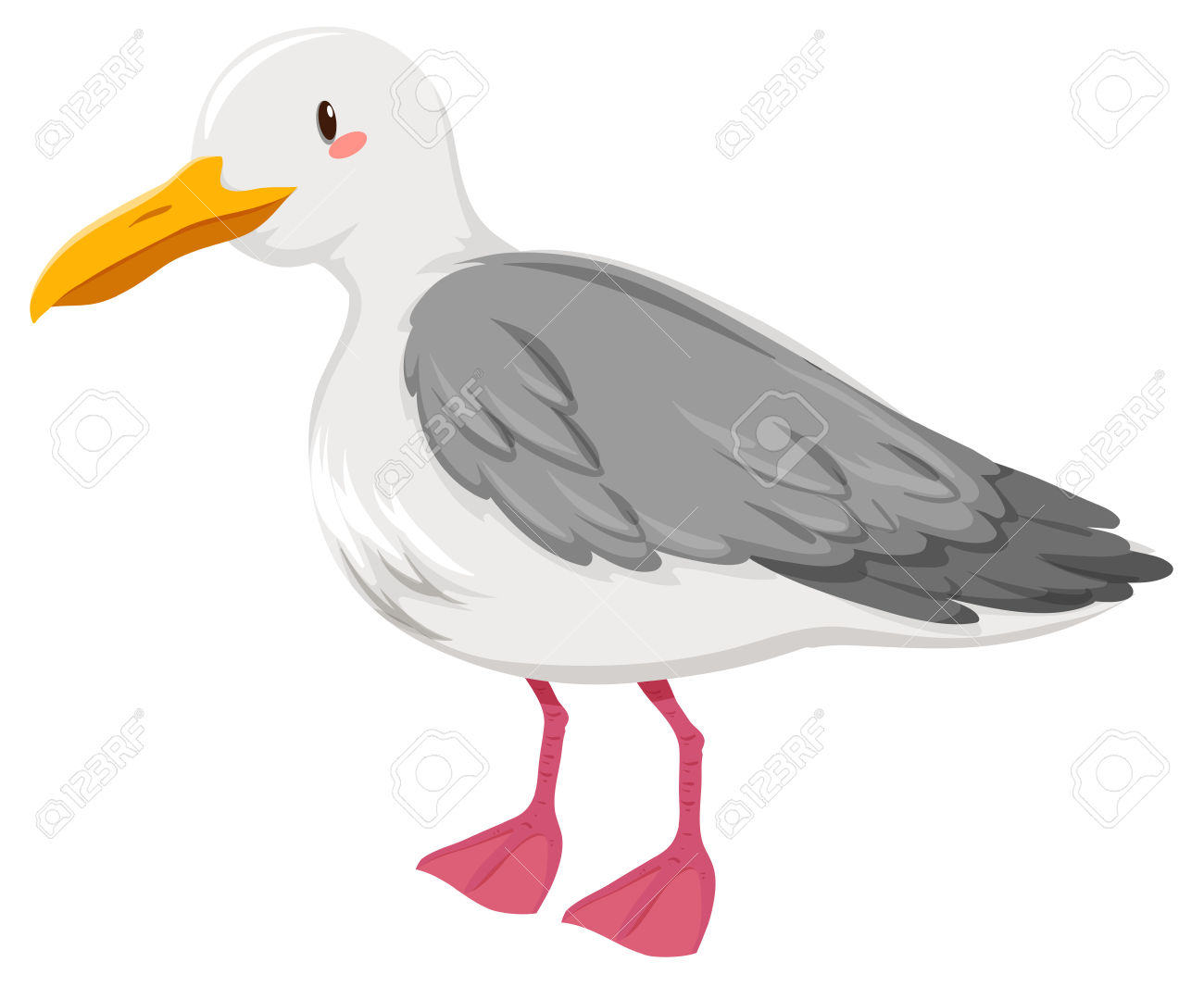 Seagull With Gray And White Feather Illustration Royalty Free.