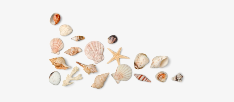 Seashell Png Photo.