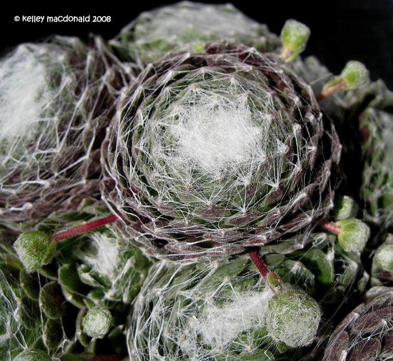 CobwebSpider Web Hens and Chicks 'Cebenese' Sempervivum.