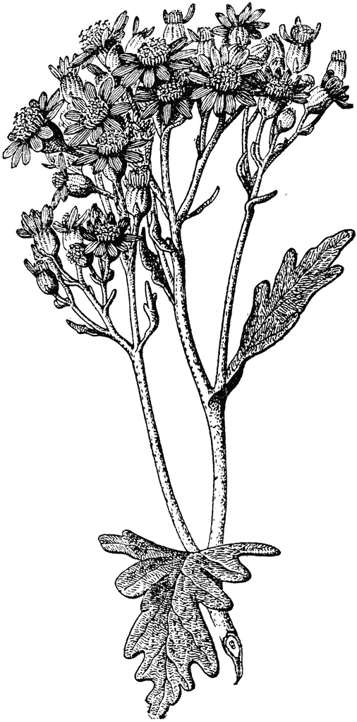 Senecio Cineraria.