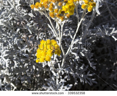 senecio Cineraria" Stock Photos, Royalty.