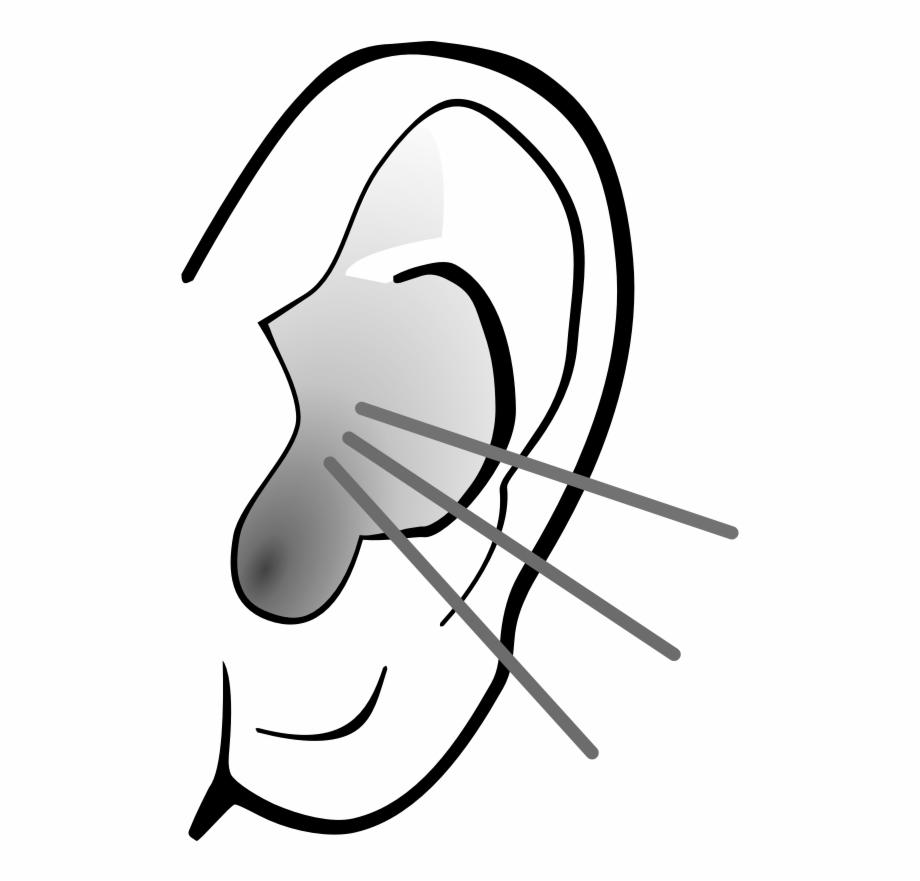 Listening Ear Clipart Sense Organs Ear Clipart.