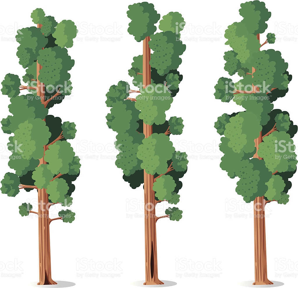 Sequoia Tree Clip Art, Vector Images & Illustrations.