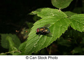 Stock Image of Green bottle fly (Lucilia sericata) on Yarrow.