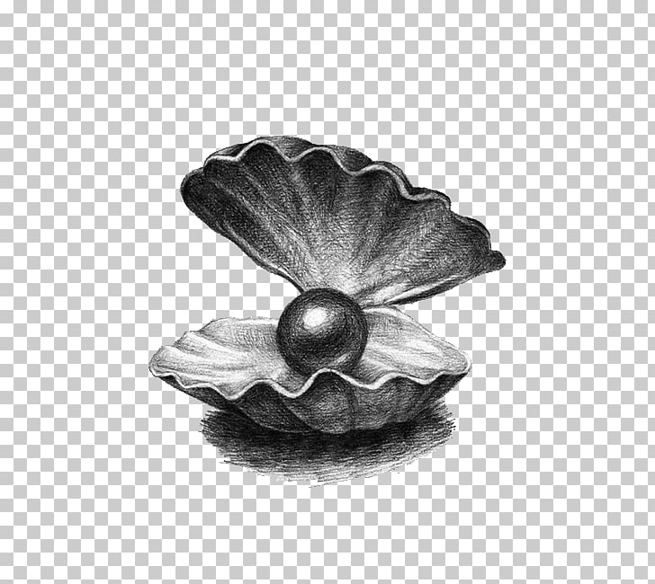 Pearl Drawing Illustration, Pearl shell, gray clam shell.