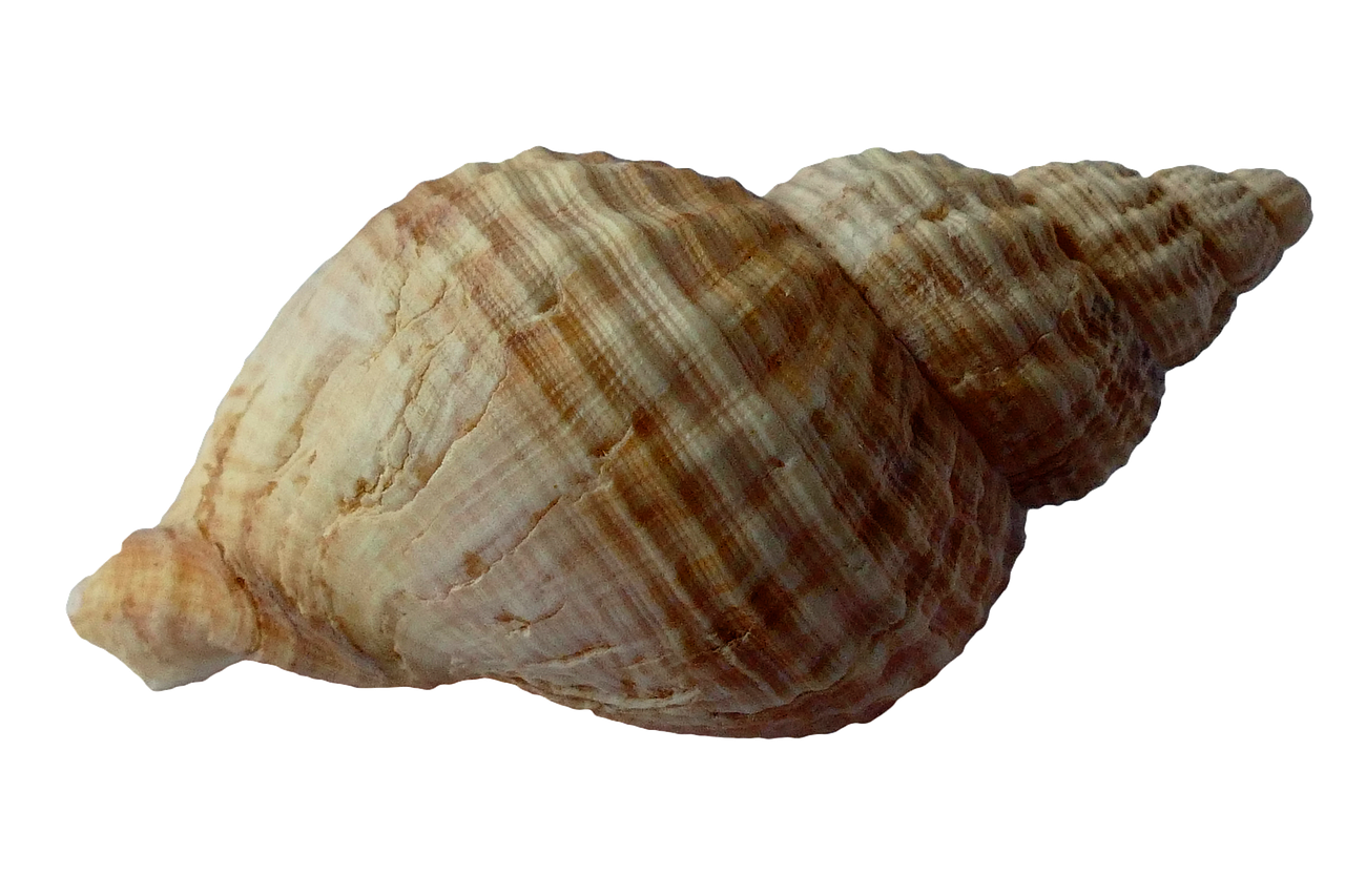 Sea Shell Clam Ocean Sea Shells PNG.