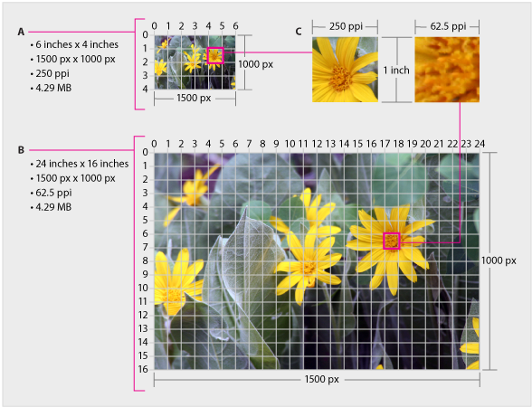 Resize images in Adobe Photoshop Elements.