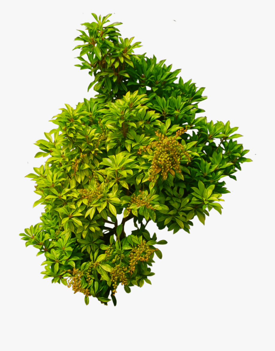 Shrub, Bushes Png Transparent Images.