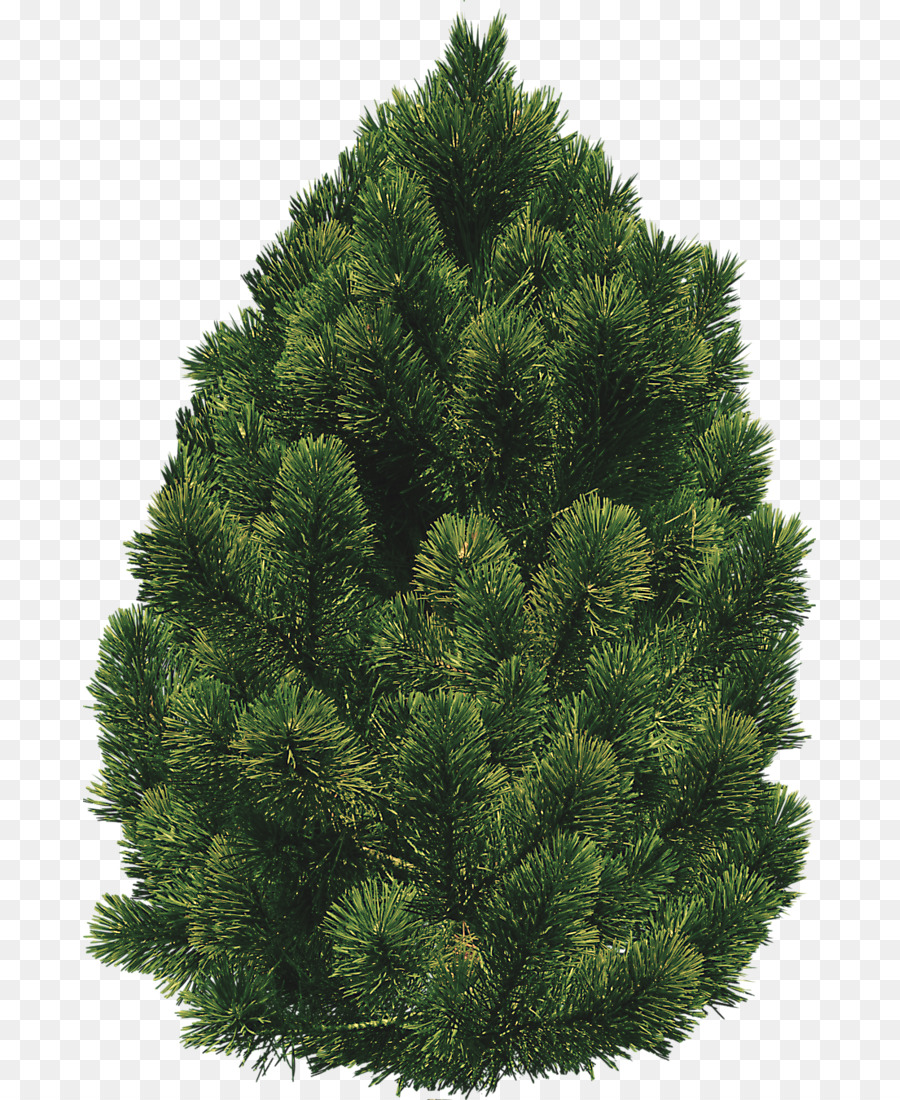 Shrub Tree Clip art.