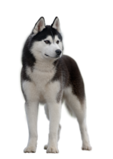 Dog,Siberian husky,Mammal,Vertebrate,Canidae,Alaskan.