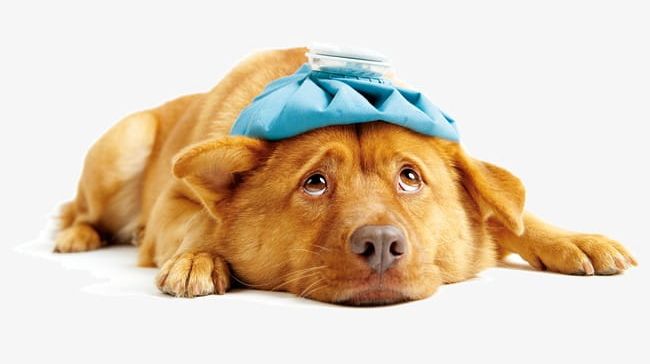 Sick Dog PNG, Clipart, Advertising, Animal, Brown, Canine.