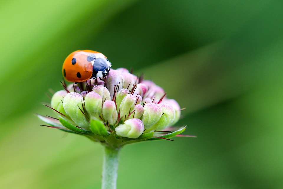 Free photo Beetle Coccinellidae Siebenpunkt Ladybug.