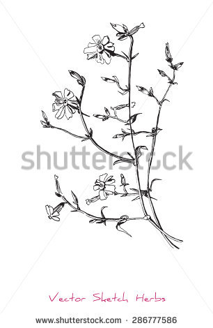 Silene Stock Vectors & Vector Clip Art.