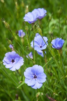 Geranium nodosum.