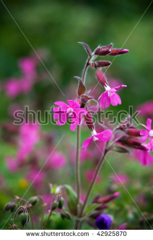 Campion Dioica Red Silene Stock Photos, Royalty.