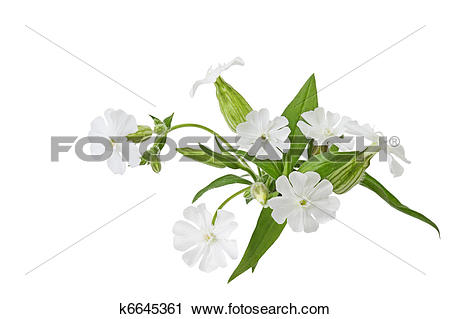 Stock Photography of Silene latifolia Wildflower k6645361.