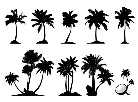 17 Best images about Palm Trees on Pinterest.