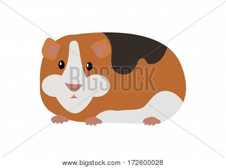 Guinea pig cavia porcellus. Cavy or domestic guinea pig, species.