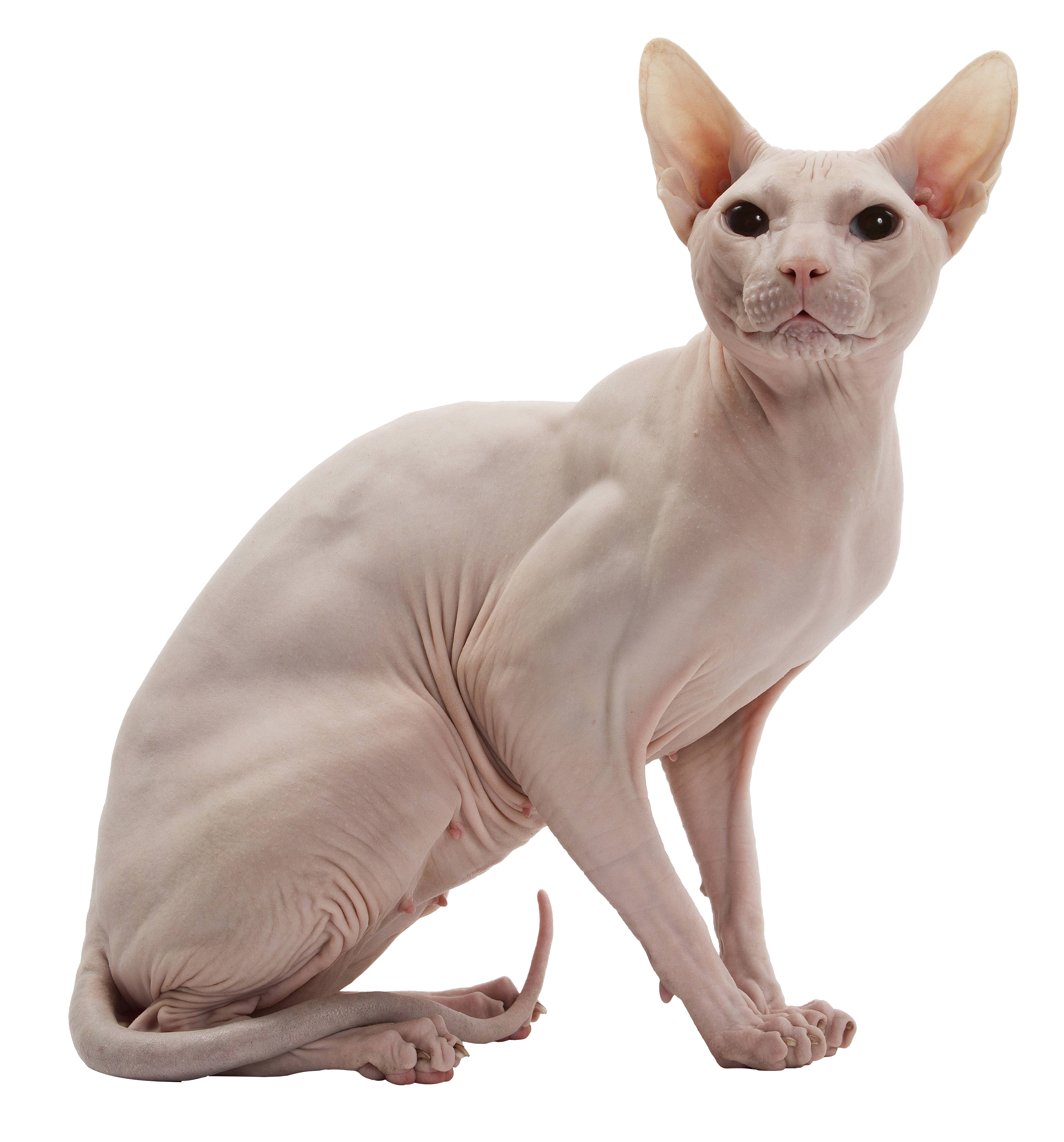 Pictures of sphynx cats clipart images gallery for free.