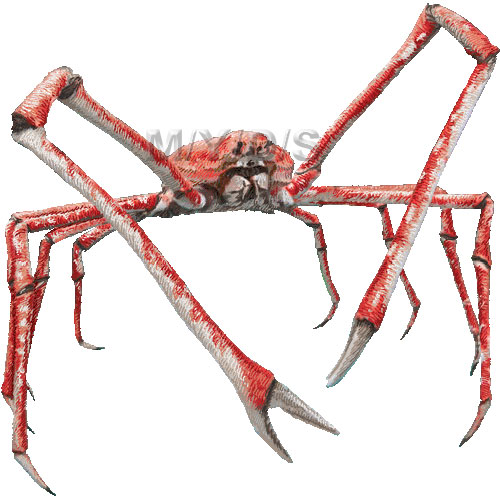 Japanese Spider Crab clipart graphics (Free clip art.